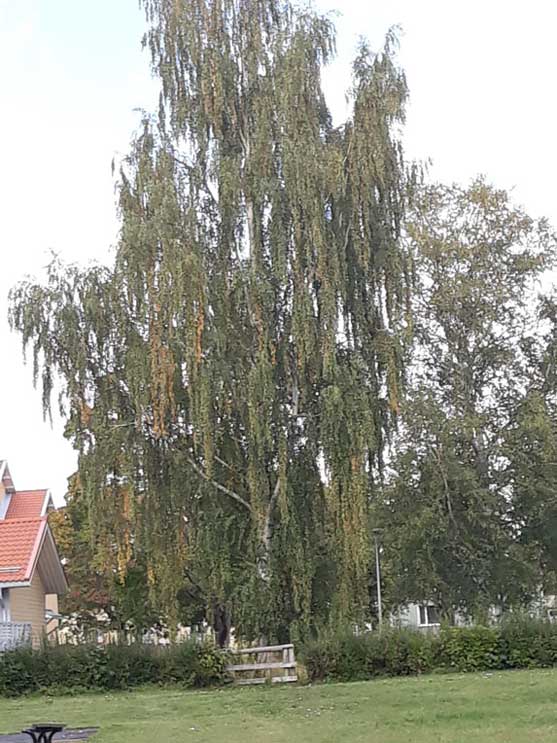 Riippakoivu